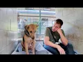 Download Lagu Een hond die haar hele leven in een bench opgesloten heeft gezeten, vertellen dat het 'niet jouw ...