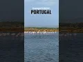 Download Lagu Algarve, Portugal. Flamingos in Faro #travel #travelvlog #bestofportugal