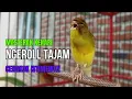 Download Lagu CUIT CUIT SUARA Kenari PANCINGAN EFEKTIF Cocok untuk Masteran KENARI PAUD \u0026 Kenari Macet BUNYIGACOR
