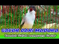 Lagu CENDET MADURA GACOR SUARA JERNIH TEMBAKAN KASAR MANTAP BUAT PANCINGAN CENDET BISU