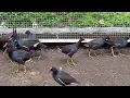 Download Lagu MANDAR BATU, BURUNG HIDUP DI RAWA YANG MULAI LANGKA
