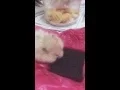 Download Lagu Hamster Food Porn