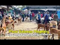 Download Lagu Pasaran Harga Kambing Domba Cempe Bakalan Betina Jantan Pasar Wage Terminal Salaman Magelang 2025