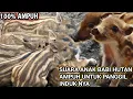Download Lagu Suara anak babi hutan panggil induk nya.