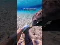 Download Lagu Video about why it’s illegal to touch manatees coming soon!