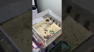 كيف تطعم النمل أكل مجاني   دندنها