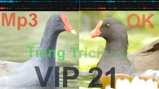 Download Tiếng Trích Ré Bản VÍP 21 | Trích Ré | Common-moorhen | Tiếng Vạc 0 MP3