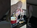 Download Lagu Eating a NYC Pigeon #shorts
