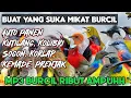 Mp3 Pikat Kutilang Ribut Vs Burcil Ampuh Auto Panen Sogon, Kemade, Korlap, Prenjak