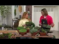 Roberta s 6-Piece Hardy Hens Chicks Live Plants on QVC