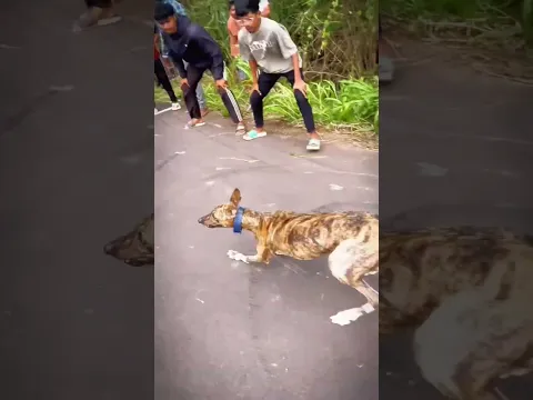 dog res Kolhapur🔥👑| Dog Race | Kolhapur Dog Racing/Dog Race Maharashtra/Dog Race kolhapur #shorts