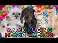 Download Lagu ANAK KUCING MEONG MEONG VERSI KUCING LUCU 😻😍