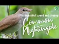 Lagu Common Nightingale Bird Song And Singing