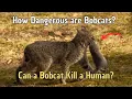 How Dangerous are Bobcats Can a bobcat kill a human Are BOBCATS Dangerous to Pets