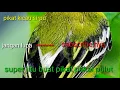 Download Lagu Mp3 buat pikat sirpu/cipau ampuh brds chirping