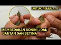 Lagu MUDAH..!!CARA MEMBEDAKAN KONIN IJOAN JANTAN DAN BETINA