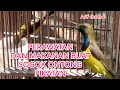 Download Lagu Perawatan Burung Sogok Ontong Pikatan