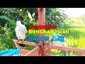 Download Lagu PANCINGAN KUTILANG PAGI HARI, KUTILANG ANDA DIJAMIN LANGSUNG BUNYI BONGKAR ISIAN