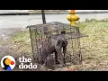 Download Lagu Limping Stray Pittie Finally Gives In And Lets Himself Be Rescued | The Dodo