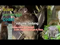 Download Lagu Suara codot || suara panggil codot