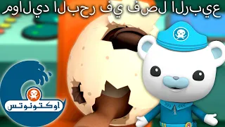 أوكتونوتس مواليد البحر في فصل الربيع حلقات م جمع ة 