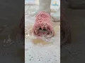 Download Lagu Busa Eksplosif yang Menakjubkan Membersihkan Karpet yang Terendam Banjir - ASMR RUG CLEANING #shorts