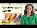 Cardiovascular System
