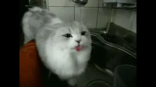 Cat GIFs Compilations