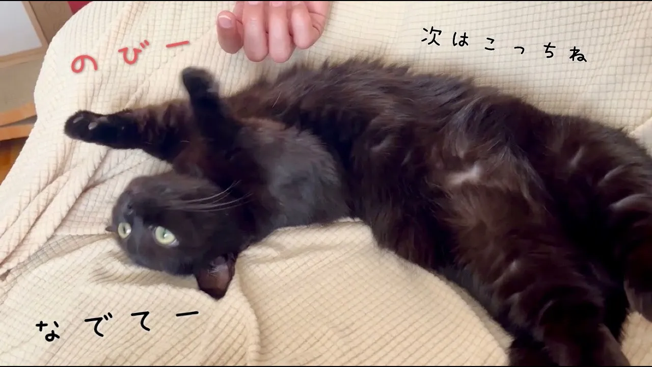 顔の角度を自分で変えながらいい感じに撫でてもらう黒猫|モーニングルーティン