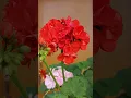 Download Lagu Gerineum collection 🏵️🌸🌼