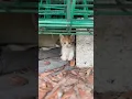 Download Lagu Schattige kitten #maocat #kitten #kinderen #leven met katten #straatkatten