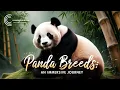 I Spent 30 Days with Panda Breeds and Here s What I Discovered