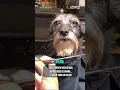 Este perrito necesitaba un retoque de barba y salio todo un galan