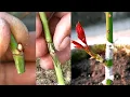 Rose Bud Grafting | Grafting Of Rose Plant With Full Update | How To Graft On Roses