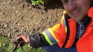 Black Mulch - DON T USE IT