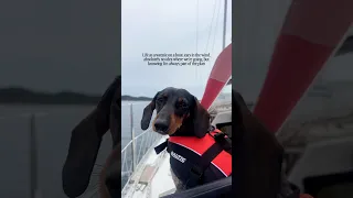 Oh what a life🤎 #dog #doglife #sailing