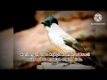 Download Lagu kutilang ribut dan kejepit kombinasi suara burcil.mp3 andalan Eagle_birds sangat ampuh untuk pikat.