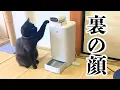Download Lagu 猫たちのお留守番中の奇行がヤバすぎた【HHOLOVE O Sitter猫用スマート見守りロボット】