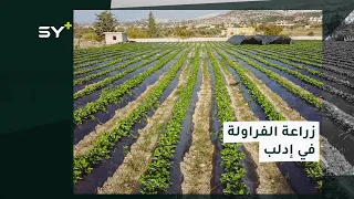 مزارع سوري ينجح في إدخال زراعة الفراولة إلى الشمال السوري 