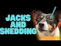 Jack Russell Terriers and Shedding 9 Tips For Success