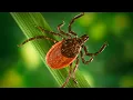 Research Reveals How Lyme Disease Bacteria Adapt to Hosts Influencing Genetic Diversity