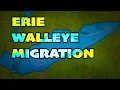 Lake Erie Walleye Migration and Locations
