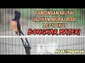 Lagu TEMBAKAN DAHSYAT JADIKAN MURAI BATU DIAM SEKETIKA IKUT NGAMUK DAN BONGKAR ISIAN MEWAH‼️