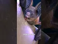 How Vampire Bats Suck Human Blood 😨