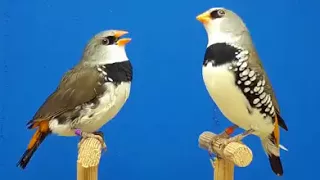 دايموند فينش 