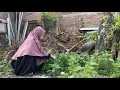 Download Lagu Petik Bayam (Spinach), Rebus Rasanya Manis Buat Sarapan dengan Suami