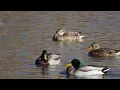 beautiful mallard duck swimming in Charles A Guy park Lubbock Texas 23 shot on canon R10