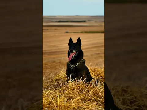 Amiral 👑 #eyüpdoğan #malinois #belçikakurdu #istanbul