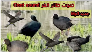 جديد صوت طائر الغر Coot Mp3 