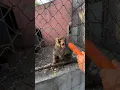 Download Lagu Người đàn ông này trêu con khỉ, và cái kết #monkey #shorts